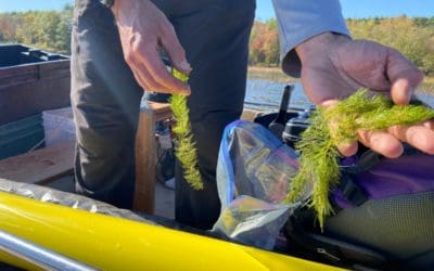 Proposed Herbicide Treatment to Address Invasive Milfoil in Androscoggin Lake