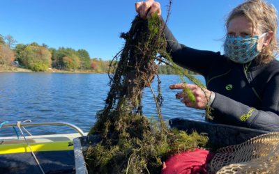 Invasive Milfoil Found in Androscoggin Lake