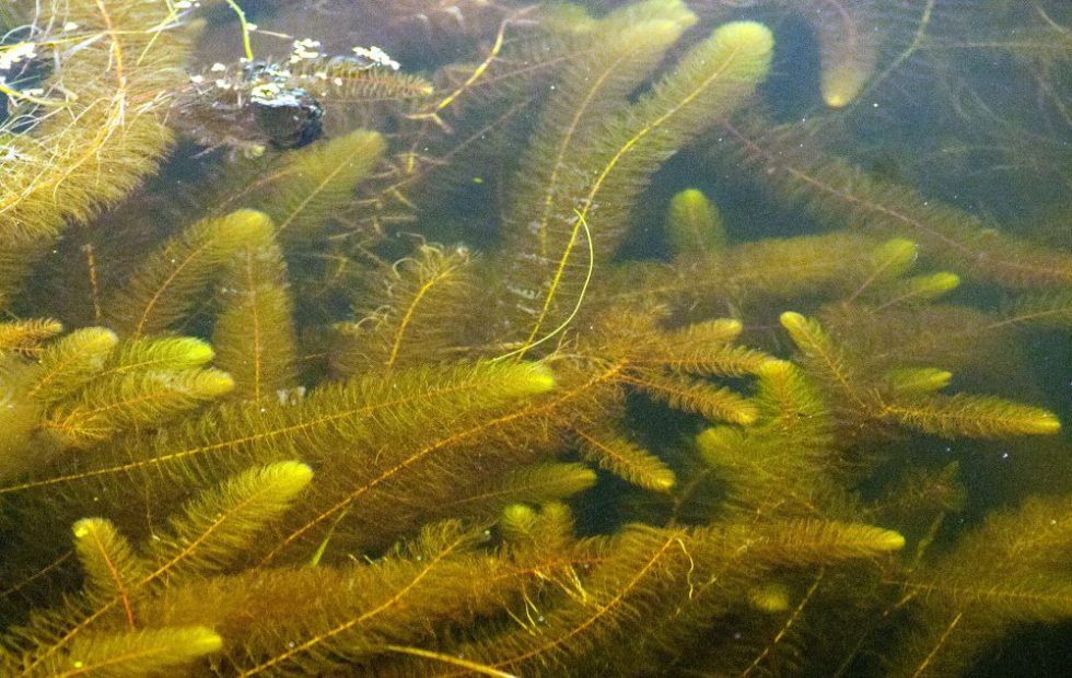 The Battle Against Invasive Milfoil on Androscoggin Lake | 30 Mile ...