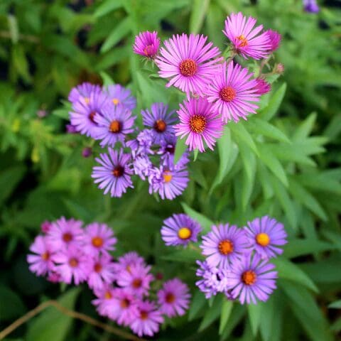 Native plants