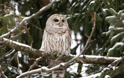 Maine Owl Pellet Project