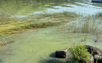 Androscoggin Lake Again Suffers from Algal Bloom
