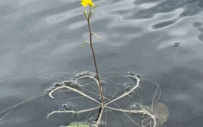 Invasive Plant Found in Tilton Pond