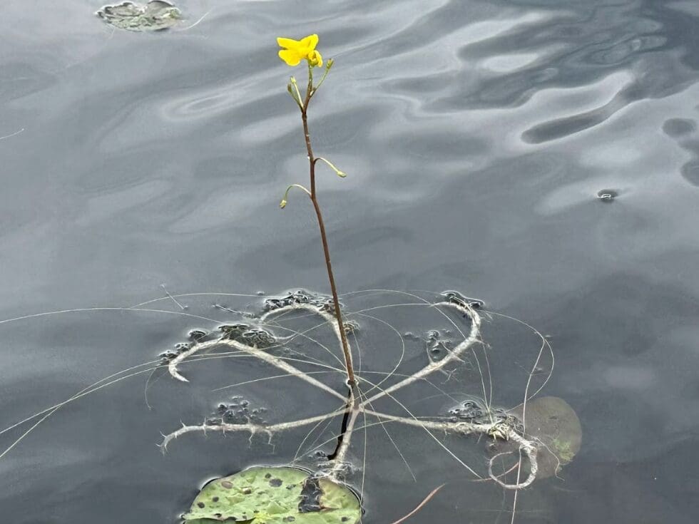 The upper leaves of swollen bladderwort that form a wagon-wheel shape are inflated to keep the flowering stem above the water’s surface.