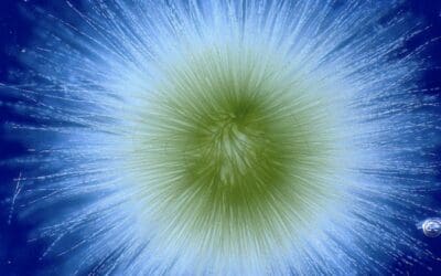 What looks like tapioca in Parker Pond?