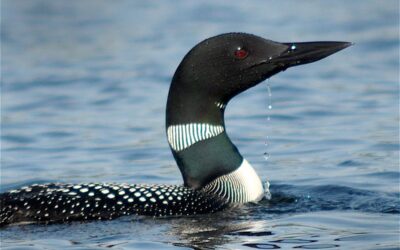 Protecting Loons from Lead Poisoning
