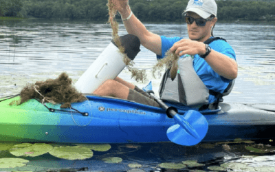 Invasive Bladderwort in Tilton Pond