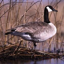 Question of the Month:  ﻿How do I keep geese off my shorefront?