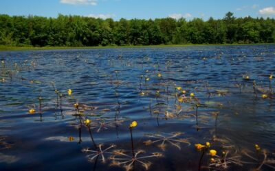 Tilton Pond Swollen Bladderwort update