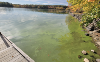 Question of the Month: What causes an algal bloom?