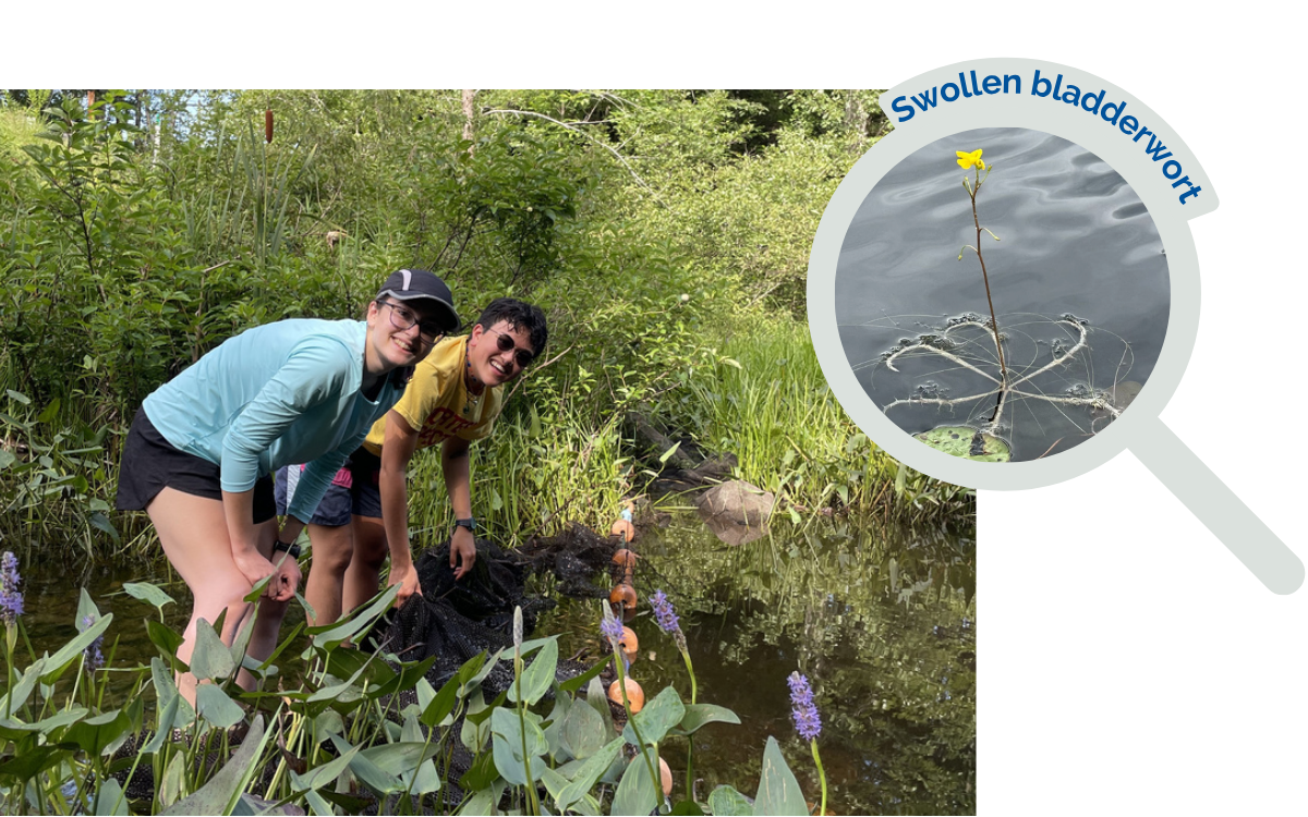 Bladderwort on Tilton Pond, Impact Report 2024 Our staff conduct weekly surveys by kayak to search for invasive variable milfoil in Androscoggin Lake. Variable milfoil Look for feather-divided leaves and a bottle brush appearance.