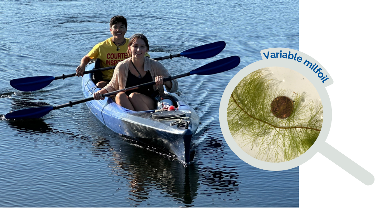 Milfoil on Androscoggin Lake, Impact Report 2024 Our staff conduct weekly surveys by kayak to search for invasive variable milfoil in Androscoggin Lake. Variable milfoil Look for feather-divided leaves and a bottle brush appearance.