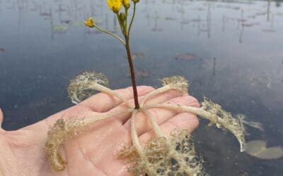 Working to Prevent Swollen Bladderwort from Spreading Downstream