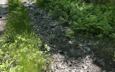 LakeSmart Tip: Spring Clean Up
