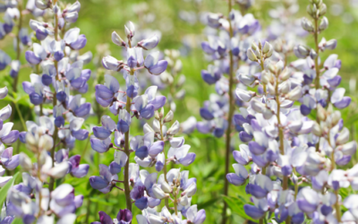 Question of the month: Why should I plant only native species on my shoreline?