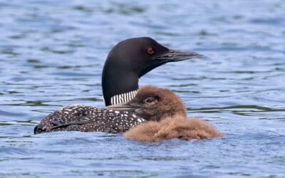 REMINDER: Watch out for loons while boating