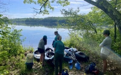 Plant surveys found no swollen bladderwort in David Pond