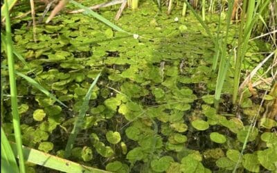 Growing Threat of Invasive Species